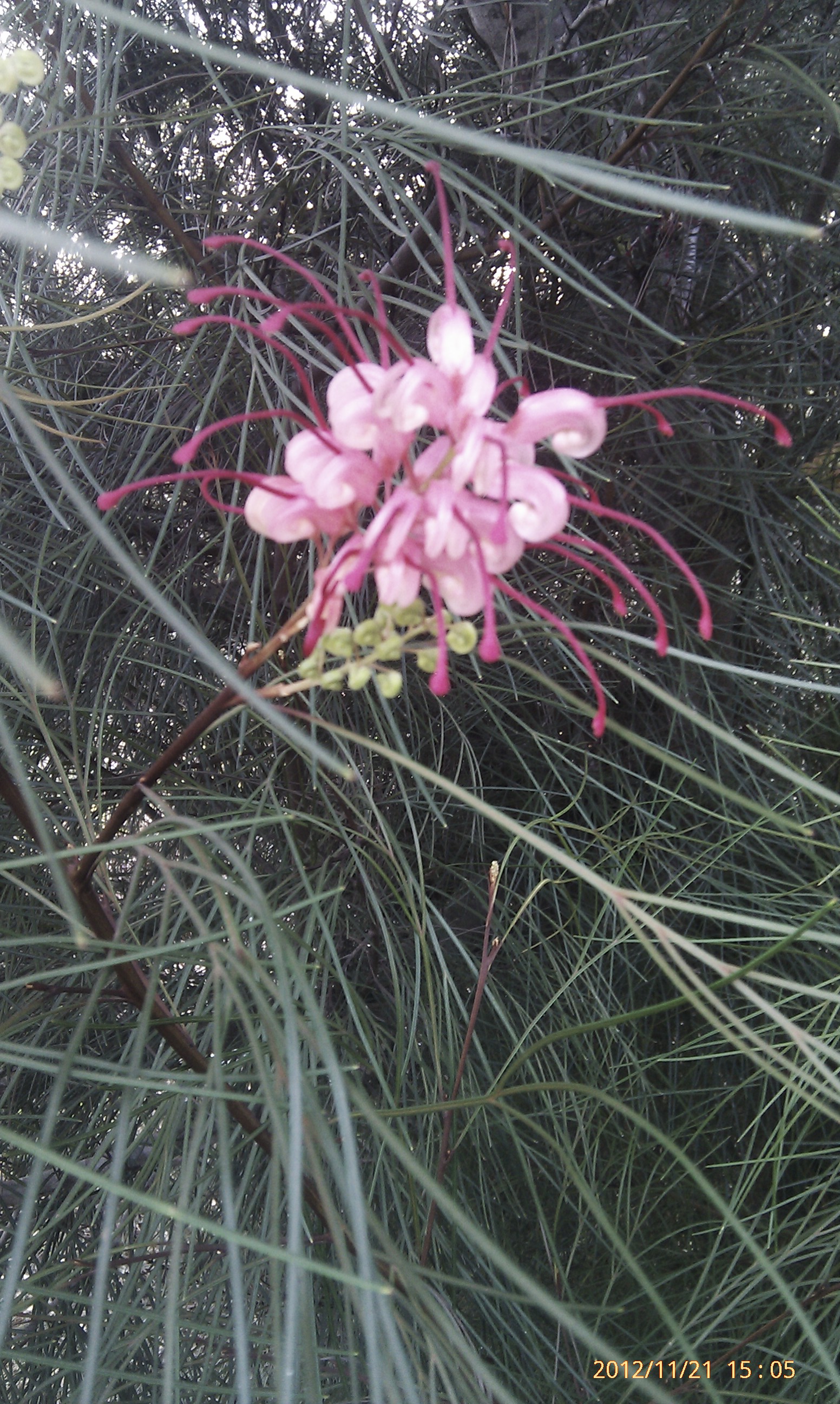 grevillea johnsonii